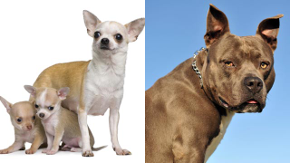 Illustration for article titled Cats vs. Dogs: Today's Matchup Is A Doozy